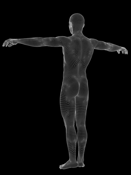 白のワイヤ フレームの作られた男性の解剖学 - 写真・画像