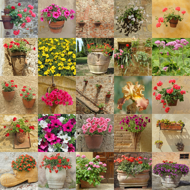 tapeta s květinami v květináčích - Fotografie, Obrázek