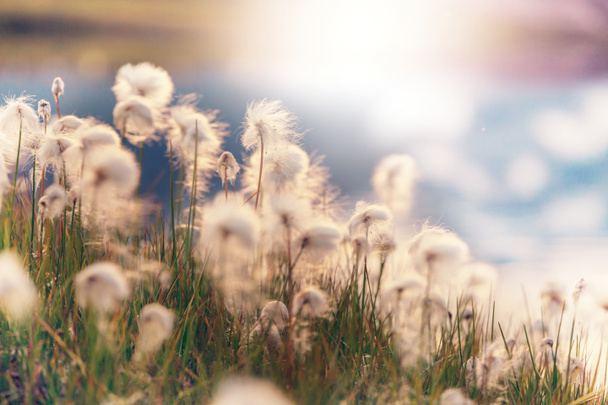 Arctic cotton flowers - Photo, Image