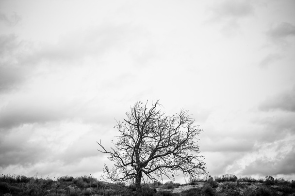 Tree loss cloudy - Photo, image