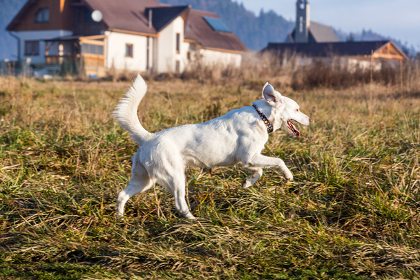 White shelter dog - Fotoğraf, Görsel