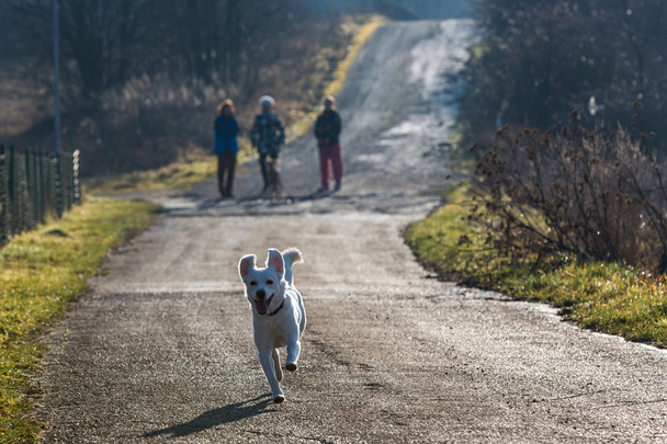 White shelter dog running on the road - Foto, imagen