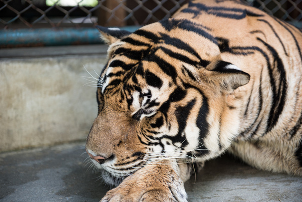 Ver a Tigre en el Reino
 - Foto, imagen