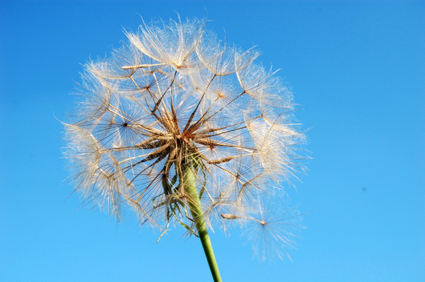 Квітка кульбаби високої чіткості, блакитне небо на фоні
 - Фото, зображення