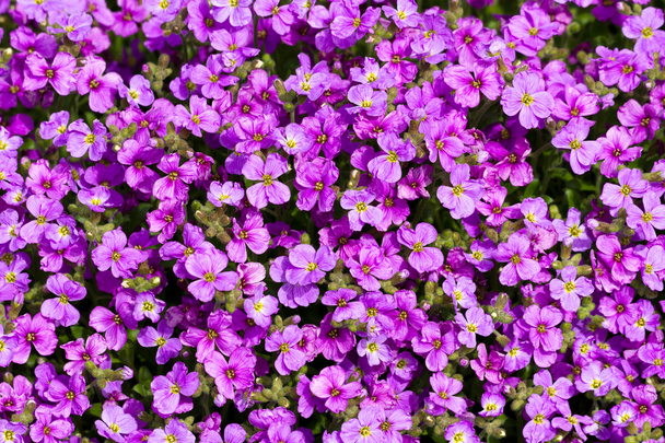 Aubrieta violetti kaskadi
 - Valokuva, kuva