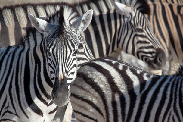 Ritratto di Zebra nel Parco Nazionale di Etosha
 - Foto, immagini