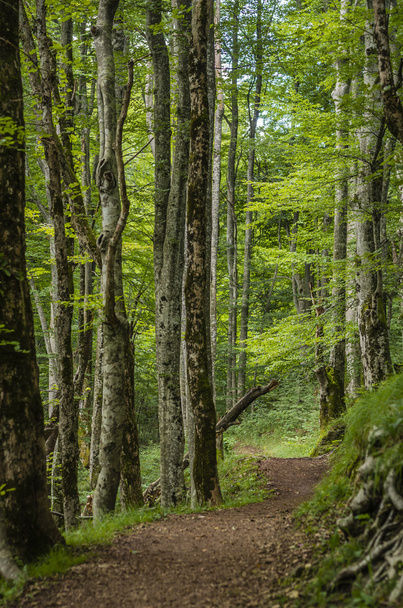 az erdei ösvényen Foto - Fotó, kép