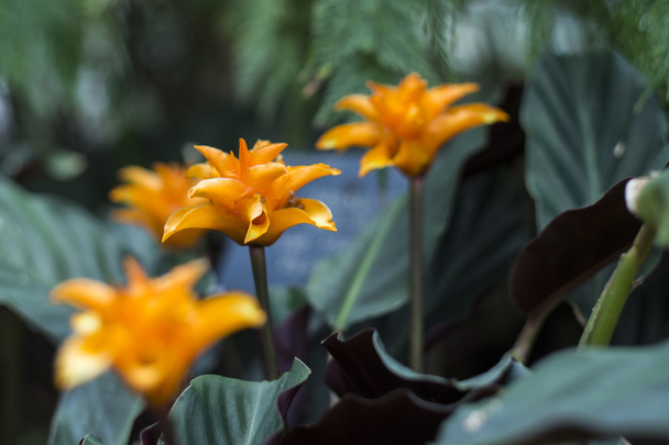Calathea-kukkien foto
 - Valokuva, kuva