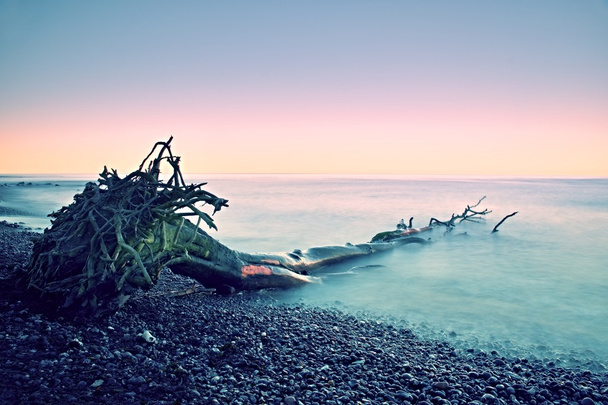Pink sky above smooth smoky water level. Lonely fallen  tree on empty  stony coastline.  Death tree with  branches in water - Photo, Image