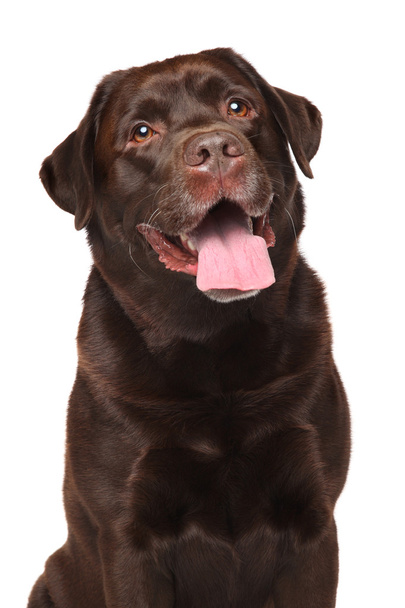 Chocolate Labrador retriever - 写真・画像