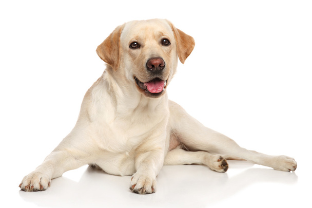 Happy Labrador retriver dog - Photo, Image