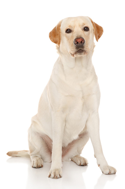 Portrait of  Labrador retriever - Fotoğraf, Görsel