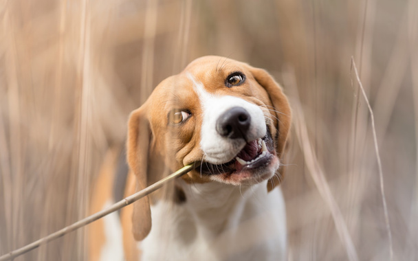 Beagle Dog Loves Chewing Stick - Fotó, kép