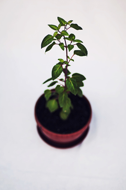 Beyaz arka plan üzerinde izole yeşil Saksılı bitki. Stüdyo imge-in - Fotoğraf, Görsel