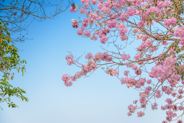 Tabebuia rosea is a Pink Flower neotropical tree and blue sky - Photo, Image