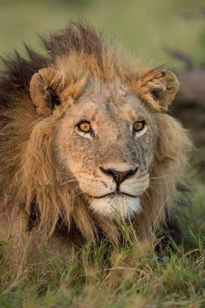 Мужской лев Этоша Намибия
 - Фото, изображение