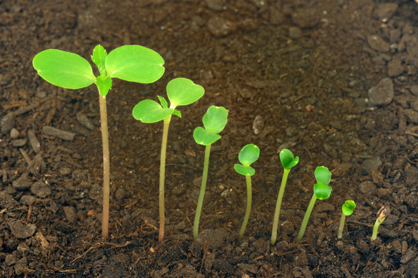 Sequence of Impatiens balsamina kukka viljely, evoluutio käsite
 - Valokuva, kuva