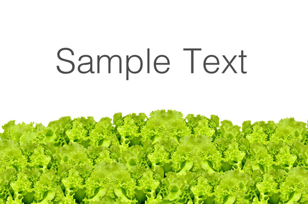 a lettuce isolated - Фото, зображення