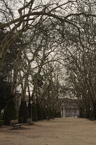 Földúton a parkban. Nagyon régi és hatalmas fák tenyésznek a pálya mindkét oldalán. Porto, Portugália - Fotó, kép