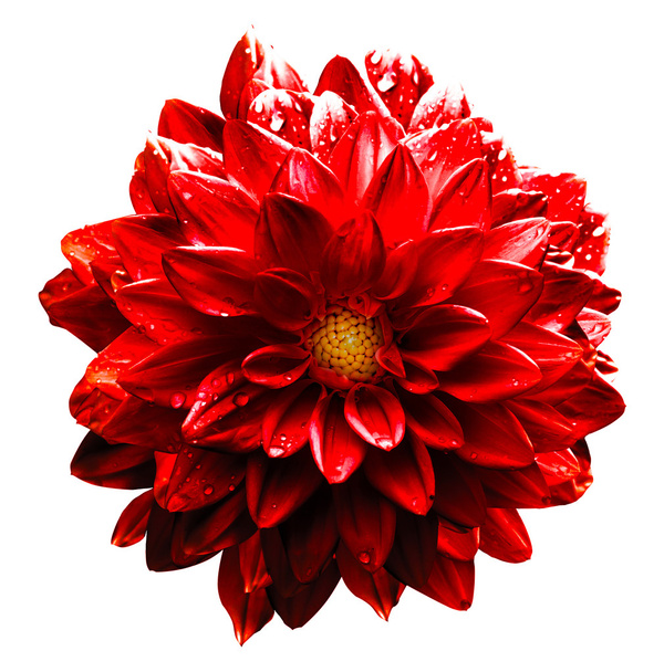 Gerçeküstü ıslak koyu krom kırmızı çiçek dahlia makro üzerinde beyaz izole - Fotoğraf, Görsel