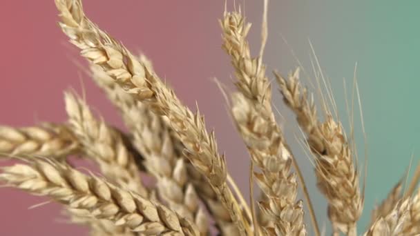 Ripe ears of wheat on red and green, rotation, close up - Footage, Video