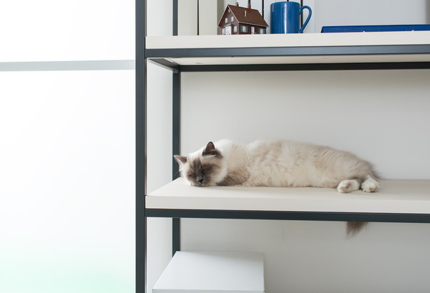 Beautiful cat exploring shelves - Photo, Image