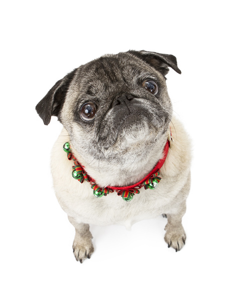 Pug Dog Wearing Christmas Bells - Photo, Image