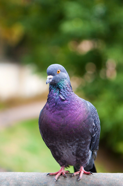 Beautiful pigeon close up. - Foto, afbeelding