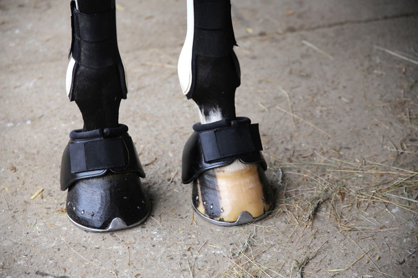 Horse hooves of front legs close up - Photo, Image