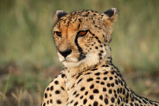 Cheetah Portrait - Foto, Imagem