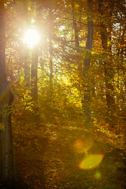 Sunbeams trough trees in park - Fotoğraf, Görsel