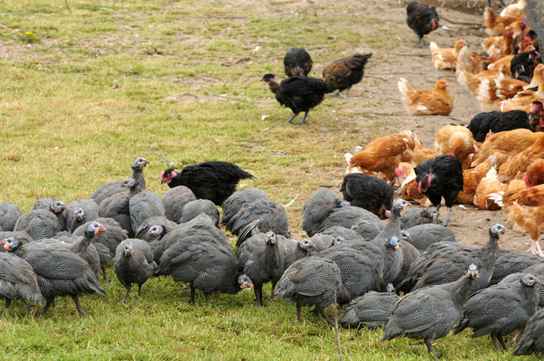 Francia, avicoltura a Brueil en Vexin
 - Foto, immagini