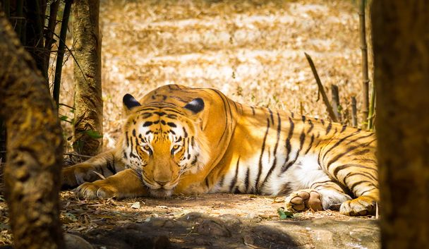 Тигр відпочиває в джунглях
. - Фото, зображення