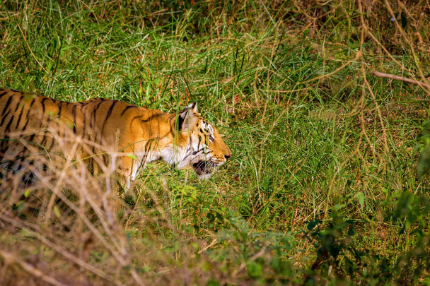 Tigre che riposa nella giungla
. - Foto, immagini