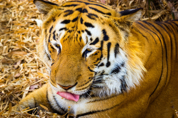 Tygr v národním parku Indie. - Fotografie, Obrázek