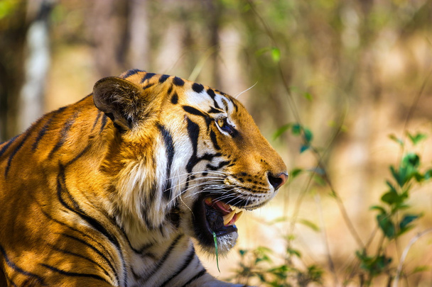 Tigre descansando en la selva
. - Foto, Imagen