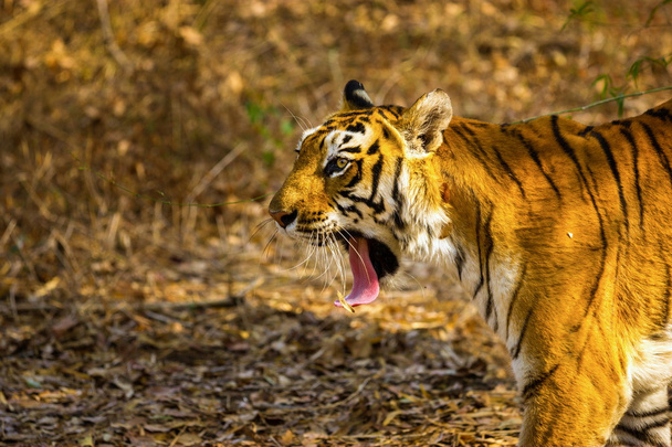 Tigre en un parque nacional India
. - Foto, Imagen