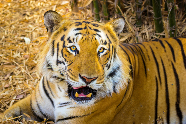 Tygr v národním parku Indie. - Fotografie, Obrázek