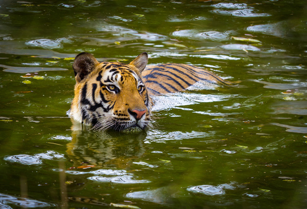 Tiger plavání v národním parku Indie. - Fotografie, Obrázek