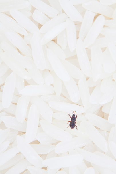 Close-up van weevil vernietigen van rijst. - Foto, afbeelding