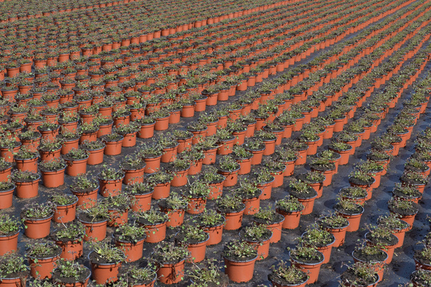 Lobelia o lobelia Campanulaceae
. - Foto, imagen