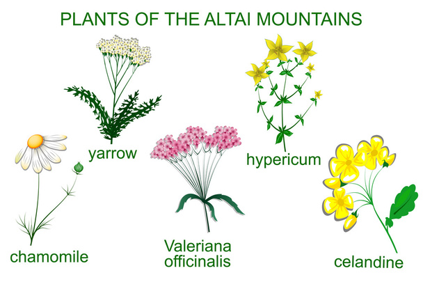 Geneeskrachtige planten van de Altaj - Vector, afbeelding