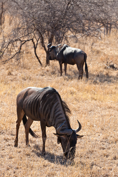 Wildebeest grazing grass - Фото, зображення