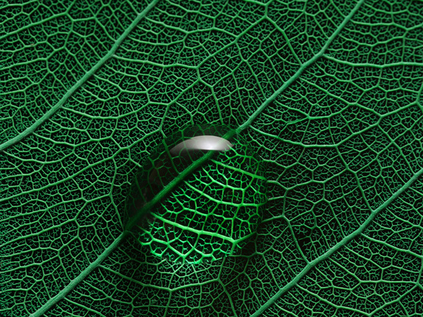 Leaf with water drop macro closeup photo - Photo, Image