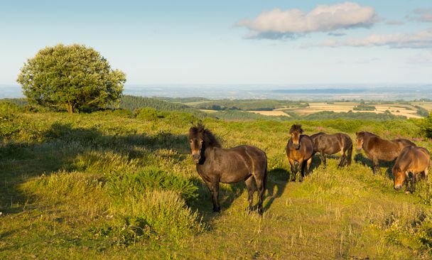Quantock Hills Somerset Inghilterra Regno Unito pony vista sulla campagna in una serata estiva
 - Foto, immagini