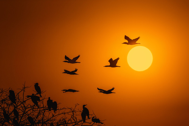 Silueta de gran cormorán con sol naciente
 - Foto, Imagen