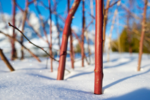 Talvi lähikuva
 - Valokuva, kuva