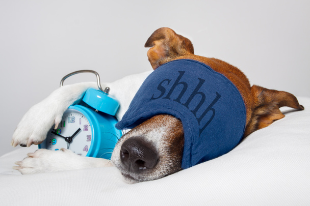 Dog sleeping with alarm clock and sleeping mask - Photo, Image