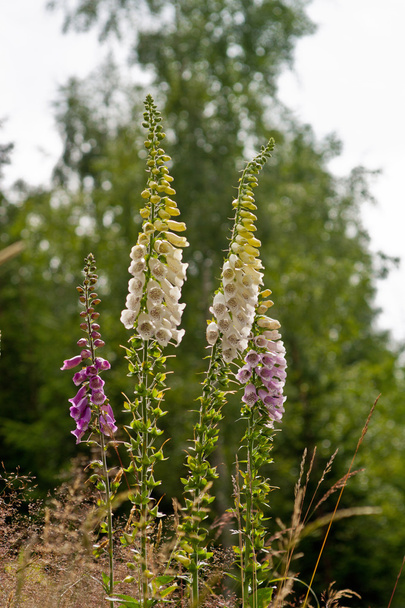 Virág gyűszűvirág, Digitalis - Fotó, kép