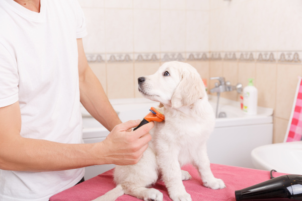 homme toilettant son chien à la maison
 - Photo, image